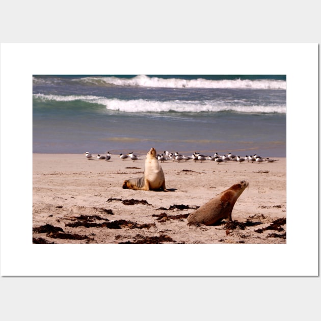 Sea Lions on the Beach Wall Art by jwwallace